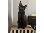 Adopt Lenore a Black (Mostly) Domestic Shorthair (short coat) cat in Columbus