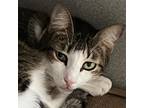 Adopt Vienna a Gray or Blue Domestic Shorthair / Mixed cat in St.