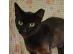 Adopt Dash a All Black Domestic Shorthair / Mixed cat in Carmel, IN (35686547)