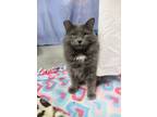 Adopt Regina a Gray or Blue (Mostly) Domestic Longhair (long coat) cat in