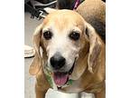 Adopt Clark a Tricolor (Tan/Brown & Black & White) Beagle / Mixed dog in