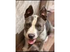 Adopt Anna a Brown/Chocolate - with White Pit Bull Terrier / Mixed dog in Chula