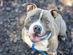 Adopt SUMO a Pit Bull Terrier