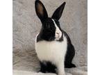 Adopt Dora a Dutch / Mixed rabbit in Miami, FL (35804068)
