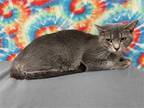 Adopt Annabelle a Gray or Blue (Mostly) Domestic Shorthair / Mixed (short coat)