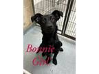 Adopt Bonnie Girl 26899 a Black Labrador Retriever dog in Joplin, MO (38224452)