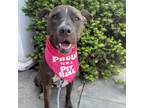Adopt Zoe Rose a Brindle Pit Bull Terrier / Pit Bull Terrier / Mixed dog in