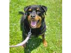 Adopt Zion a Black Rottweiler / Mixed dog in Port St Lucie, FL (38228052)