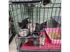 Adopt Willow a Gray or Blue Domestic Shorthair / Domestic Shorthair / Mixed cat