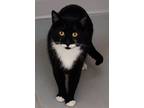 Adopt Cappy a Black & White or Tuxedo American Shorthair (short coat) cat in