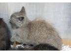 Adopt Jolie a Gray or Blue Domestic Shorthair / Domestic Shorthair / Mixed cat