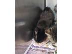 Adopt Rebecca a All Black Domestic Shorthair / Domestic Shorthair / Mixed cat in