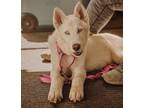 Adopt Puddles a White Husky / Mixed dog in West Richland, WA (38114436)