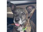 Adopt buddy a Brindle German Shepherd Dog / Mixed Breed (Large) / Mixed dog in