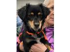 Adopt Niall a Tricolor (Tan/Brown & Black & White) Chiweenie / Mixed dog in West