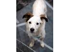 Adopt Rupert a White - with Red, Golden, Orange or Chestnut Jack Russell Terrier