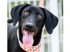 Adopt Penny a Black - with White Labrador Retriever / Mountain Cur / Mixed dog