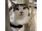 Adopt Alvin- Working Cat a Gray or Blue Domestic Shorthair / Mixed cat in