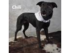 Adopt Chili a Black Shepherd (Unknown Type) / Mixed dog in Yuma, AZ (38113862)
