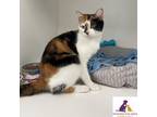 Adopt Reeces a Calico or Dilute Calico Domestic Shorthair (short coat) cat in