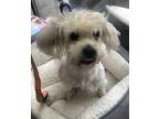 Adopt Pinocchio a White Shih Tzu / Lhasa Apso / Mixed dog in Oak Ridge