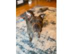Adopt Connie a Gray/Blue/Silver/Salt & Pepper American Staffordshire Terrier /