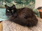 Adopt Mistirio a All Black Domestic Longhair (long coat) cat in Woodland