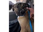 Adopt Lester a Tan/Yellow/Fawn - with Black German Shepherd Dog / Pit Bull