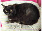 Adopt Miva a Black (Mostly) Domestic Shorthair (short coat) cat in Forked River