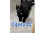 Adopt Speedy a All Black Domestic Shorthair (short coat) cat in Greensburg