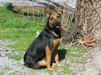 Adopt Bailee a Black German Shepherd Dog / Mixed dog in Walpole, MA (38120092)