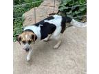 Adopt Sadie a Tricolor (Tan/Brown & Black & White) Beagle / Mixed dog in