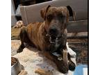 Adopt Hope a Brindle Plott Hound / German Pinscher / Mixed dog in Yucaipa