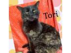 Adopt Tori a All Black Domestic Shorthair / Mixed cat in Washington