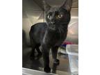 Adopt Wednesday a All Black Domestic Shorthair (short coat) cat in Byron Center