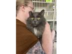 Adopt Silverado a Gray or Blue (Mostly) Domestic Longhair (long coat) cat in