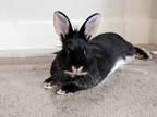 Adopt Martina a Black Other/Unknown / Other/Unknown / Mixed rabbit in Edmonton