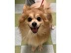 Adopt Lucky a Red/Golden/Orange/Chestnut Pomeranian / Mixed dog in Bucks County