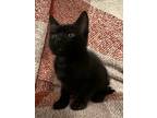 Adopt Shadow a Black (Mostly) Domestic Shorthair (short coat) cat in San Dimas
