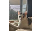 Adopt Kiki a White (Mostly) Domestic Shorthair (short coat) cat in San Dimas