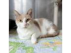 Adopt PEACHES a Orange or Red Domestic Shorthair / Mixed cat in Kyle