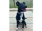 Adopt Harmony a Black - with White Terrier (Unknown Type