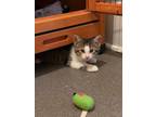 Adopt Blue a Brown Tabby Domestic Shorthair (short coat) cat in Mount Gilead