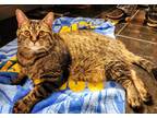 Adopt Milo a Brown Tabby Domestic Shorthair (short coat) cat in Columbus