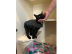 Adopt Avery a All Black Domestic Shorthair (short coat) cat in Mount Gilead