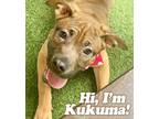 Adopt Kukuma a Brown/Chocolate - with Black Shar Pei / Jindo / Mixed dog in