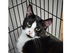 Adopt Gomez a Black & White or Tuxedo Domestic Shorthair (short coat) cat in