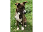 Adopt SULLY a Brown/Chocolate - with White Husky / Pit Bull Terrier / Mixed dog