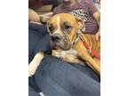 Adopt Dawson a Tan/Yellow/Fawn Boxer / Mixed dog in Tucson, AZ (38123865)
