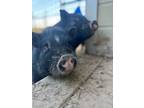 Adopt Rambo and Sarge a Pig (Potbellied) farm-type animal in Kerhonkson